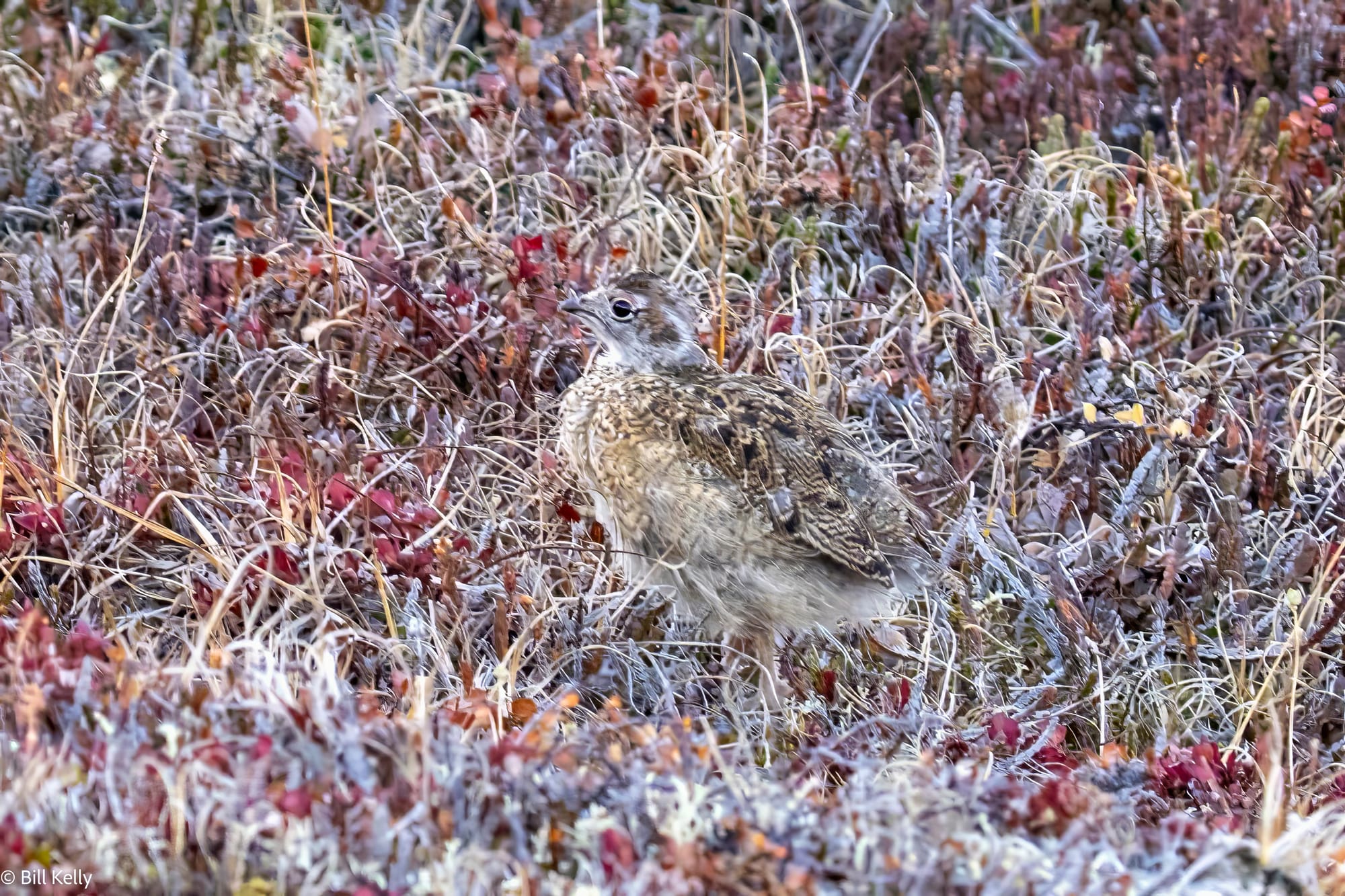 2025 High Arctic Adventure