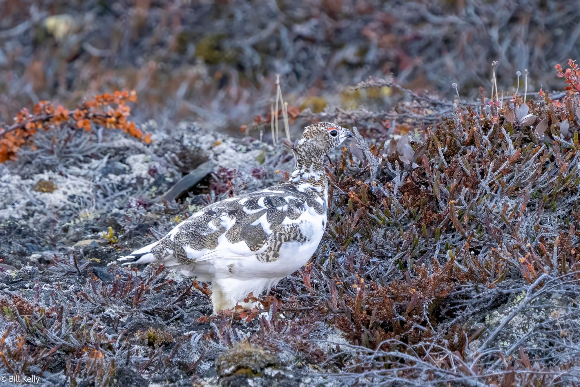 2025 High Arctic Adventure