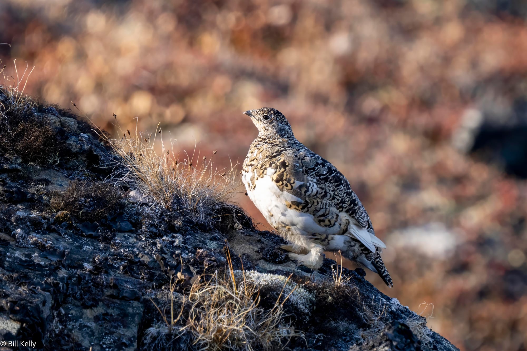 2025 High Arctic Adventure