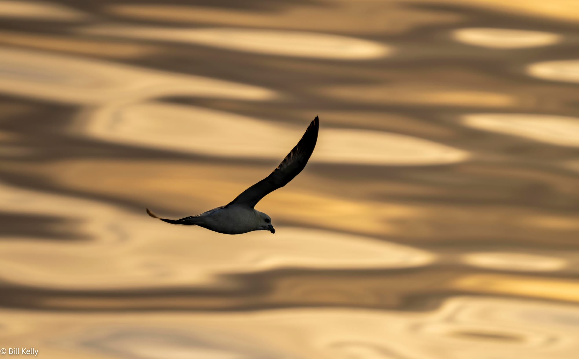 2025 High Arctic Adventure