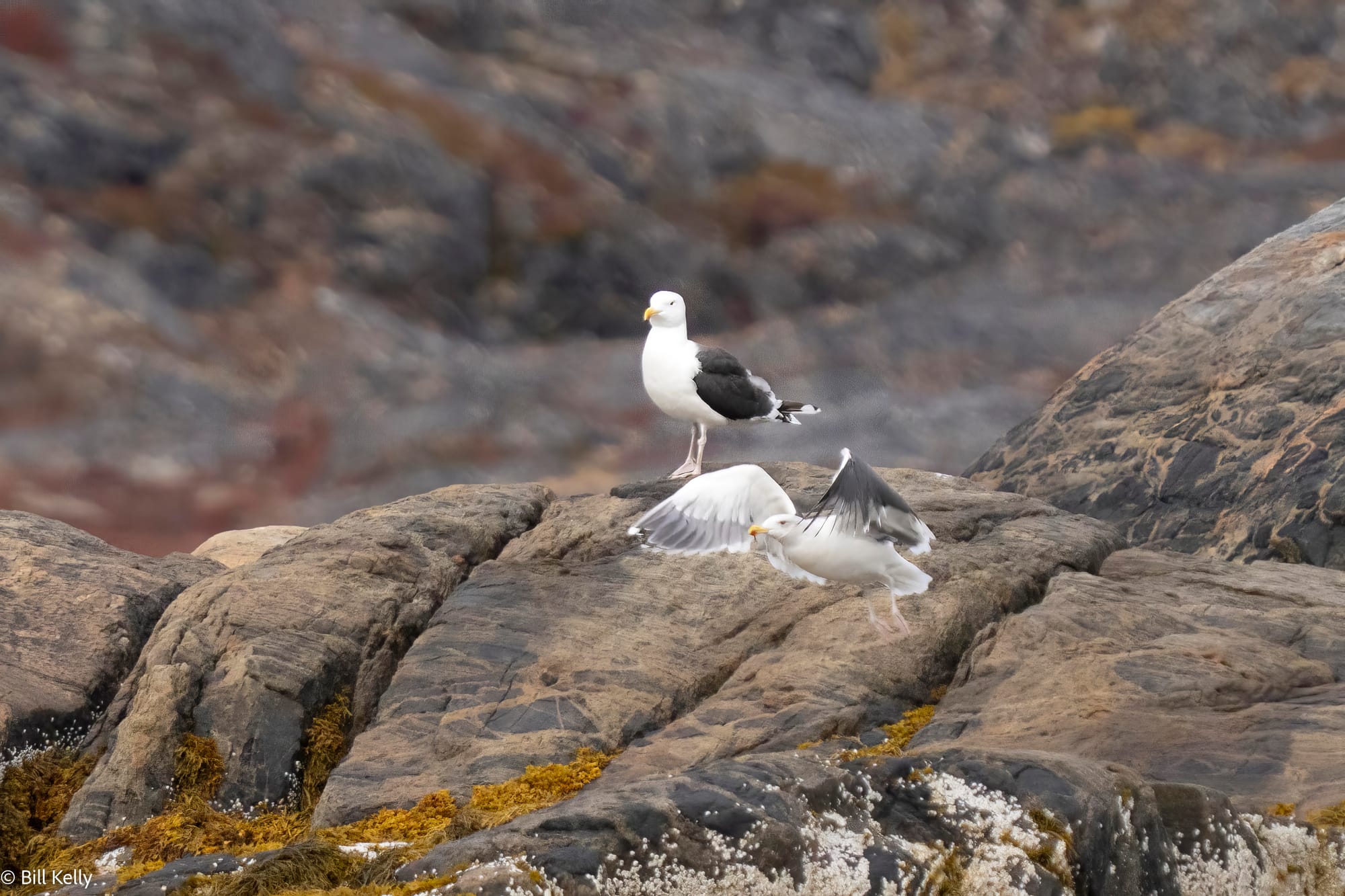 2025 High Arctic Adventure