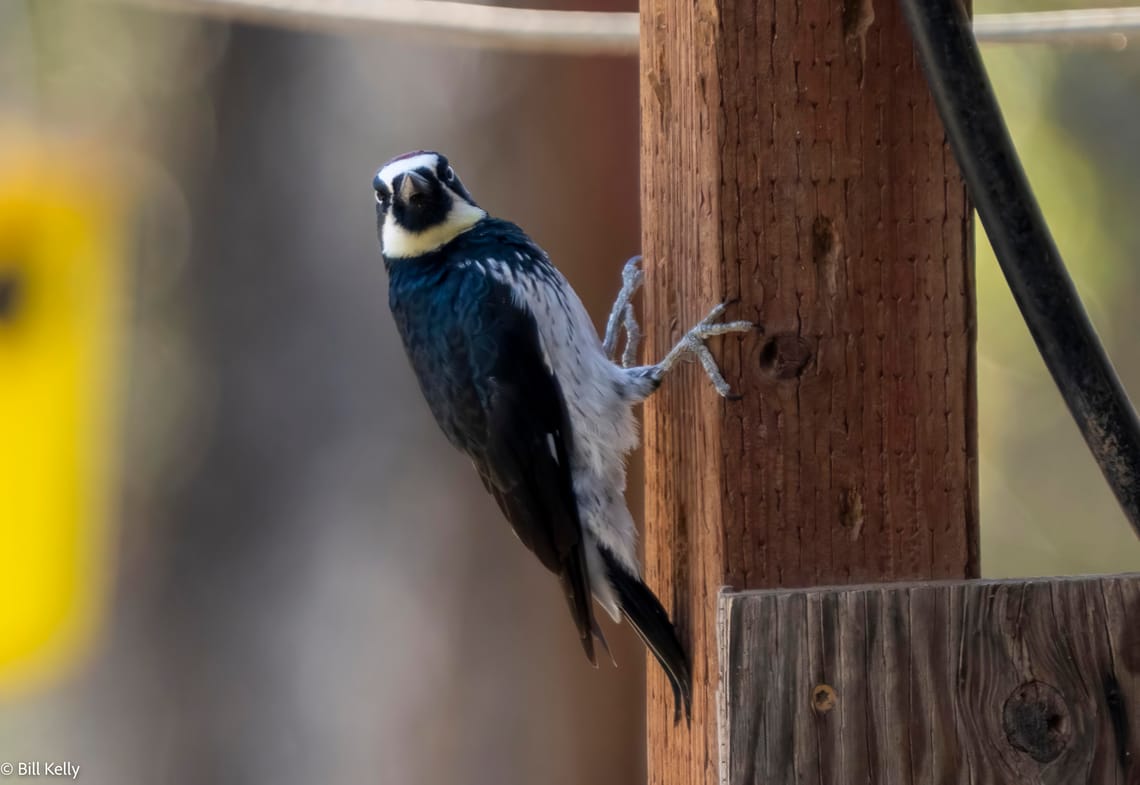 Acorn Woodpecker looking at the camer