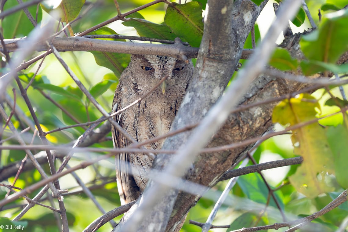 Screech Owl