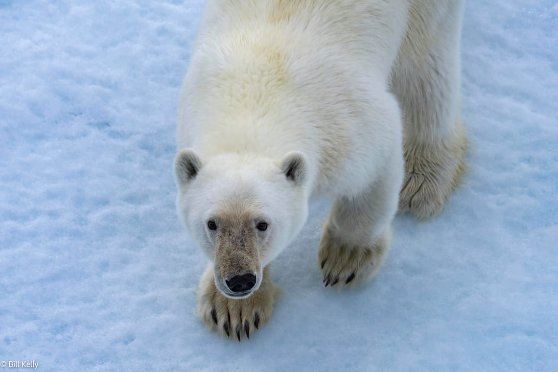 Polar Bear in Nunavut Canada