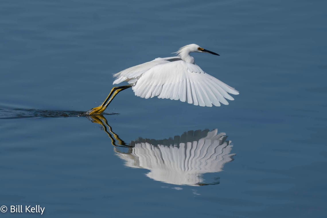 Egret Landing