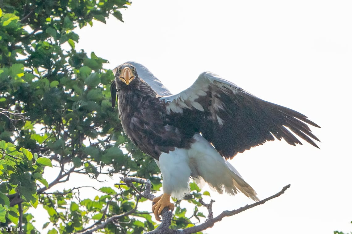 Stellers Sea Eagle - Kamchatka 2019