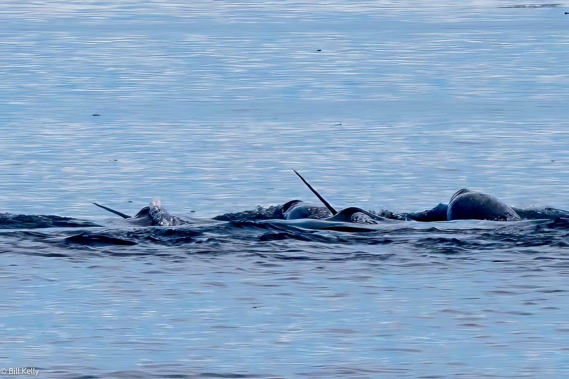 2025 High Arctic Adventure