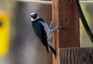 Birds of Wondernut Farm