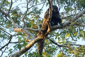 Peruvian Amazon Dec 2016